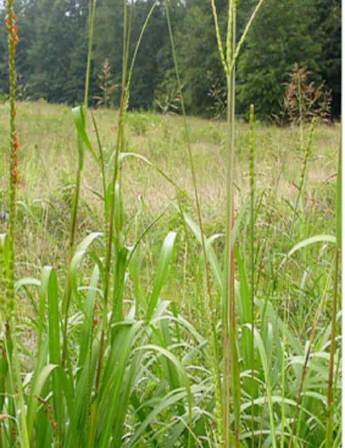 东部Gamagrass growing in a field